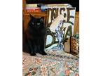 Adopt Ruby and Bella a All Black Norwegian Forest Cat / Mixed (long coat) cat in