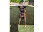 Adopt Maxi a Brown/Chocolate - with Black Belgian Malinois / Mixed dog in Elk