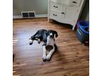 Adopt Rumple (PA) Can See! a Black - with White Great Dane / Mixed dog in
