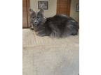 Adopt Jingles a Gray, Blue or Silver Tabby American Shorthair / Mixed (medium