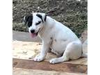 Adopt Dharma a White - with Brown or Chocolate Labrador Retriever / Coonhound