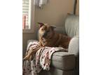 Adopt Micah a Red/Golden/Orange/Chestnut - with White Mutt / Mixed dog in