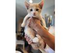 Adopt Ember-Winter litter a White Turkish Van (medium coat) cat in Anthem
