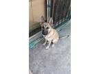 Adopt Max a Tan/Yellow/Fawn German Shepherd Dog / Belgian Malinois / Mixed dog