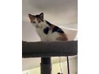 Adopt Clementine a Calico or Dilute Calico Calico (short coat) cat in