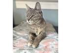 Adopt Gertie a Gray or Blue (Mostly) Tabby (short coat) cat in Horsham