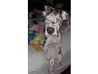 Adopt Cookie (PA) CUDDLEBUG! a Gray/Silver/Salt & Pepper - with Black Great Dane