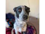 Adopt Yoda a Black - with White Mutt / Mutt / Mixed dog in Seattle