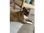 Adopt Zara a Brindle Pit Bull Terrier / Mixed dog in Fort Collins, CO (41502620)