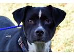 Adopt BEBE a Black - with White Border Collie / Mixed Breed (Medium) / Mixed dog