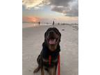 Adopt Niko a Brown/Chocolate - with Black Rottweiler / Mixed dog in Marietta
