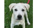 Adopt SpongeBob a White Labrador Retriever / Mixed dog in Locust Fork