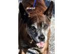 Adopt Peanut a Brindle Terrier (Unknown Type, Medium) / Mixed dog in Okeechobee