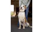 Adopt Rush a Tan/Yellow/Fawn - with White Boxer / Hound (Unknown Type) / Mixed