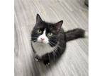 Adopt Mystic a Black & White or Tuxedo Domestic Mediumhair / Mixed (medium coat)