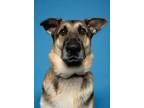 Adopt Bartholomew a Brown/Chocolate - with Black German Shepherd Dog / Mixed dog