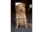 Adopt Wrangler a Red/Golden/Orange/Chestnut Golden Retriever / Mixed dog in