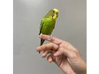 Adopt Timmy a Budgie bird in Victoria, BC (41526633)