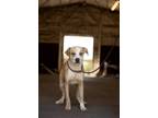 Adopt LA a Tan/Yellow/Fawn - with White Boxer / Hound (Unknown Type) / Mixed dog