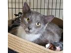 Adopt Destiny a Gray, Blue or Silver Tabby Domestic Shorthair (short coat) cat