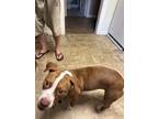 Adopt Gypsy a White - with Brown or Chocolate Mutt / Mixed dog in Columbus