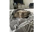 Adopt Arbor a Tiger Striped Bengal / Mixed (medium coat) cat in San Antonio
