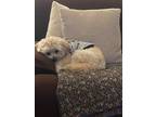 Adopt Buddy a Tan/Yellow/Fawn - with White Maltipoo / Mixed dog in Forney