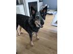 Adopt Oakley a Black - with White Australian Cattle Dog / Mixed dog in