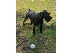 Adopt Fia a Black Schnauzer (Miniature) / Mixed dog in Little River