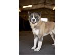 Adopt Chance a Tan/Yellow/Fawn - with Black Akita / Mixed dog in Klondike