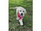 Adopt Chip a White Golden Retriever / Mixed dog in New Canaan, CT (41528138)