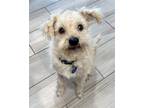 Adopt Frankie a Tan/Yellow/Fawn Terrier (Unknown Type, Medium) / Mixed dog in