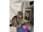 Adopt Ziggy a Domestic Shorthair / Mixed cat in Abbotsford, BC (41528044)