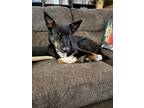 Adopt Angus a Black Australian Shepherd / Mixed dog in Conway, AR (41528011)