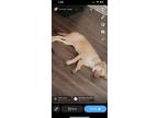 Adopt Lola a Tan/Yellow/Fawn - with White Mutt / Mixed dog in Smyrna
