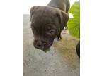 Adopt 4 puppies a Brown/Chocolate Bull Terrier / Labrador Retriever / Mixed dog