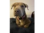 Adopt Nala a Brown/Chocolate - with White Mutt / Mixed dog in Jacksonville