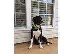 Adopt Alexander the great a Black - with White Labrador Retriever / Pointer /