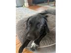Adopt Cass a Black - with White Labrador Retriever / Mixed dog in Corinth