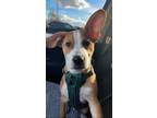 Adopt Melo a Tan/Yellow/Fawn - with White Mutt / Mixed dog in Katy