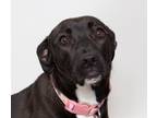 Adopt Maple a Pit Bull Terrier / Mixed dog in San Luis Obispo, CA (41483689)