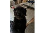 Adopt Cricket a Black Terrier (Unknown Type, Small) / Mixed dog in Grand