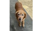 Adopt Jennifer a Red/Golden/Orange/Chestnut Golden Retriever / Mixed dog in New