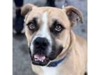 Adopt Lil Mike-Foster or Adopt Me! a Boxer / Mixed dog in Lake Forest