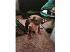 Adopt Nova a Brown/Chocolate - with White American Pit Bull Terrier / American