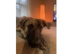 Adopt Tipper a Brindle Belgian Shepherd / Great Pyrenees / Mixed dog in Dacula