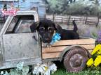 Adopt Sage a Black - with Tan, Yellow or Fawn Dachshund / Terrier (Unknown Type