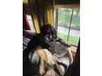 Adopt Cash a Brindle Coonhound (Unknown Type) / Basset Hound / Mixed dog in