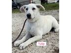 Adopt Tulip a White German Shepherd Dog / Mixed dog in Klondike, TX (41527497)