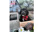Adopt Pepper a Gray/Blue/Silver/Salt & Pepper Mutt / Terrier (Unknown Type